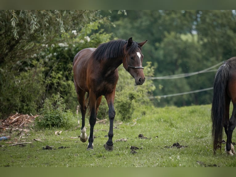 Selle autrichien Jument 2 Ans 168 cm Bai in Manning