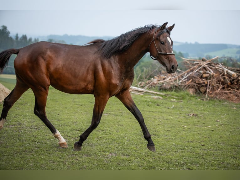 Selle autrichien Jument 2 Ans 168 cm Bai in Manning