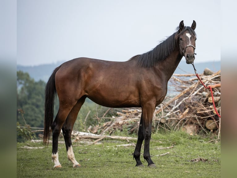 Selle autrichien Jument 2 Ans 168 cm Bai in Manning