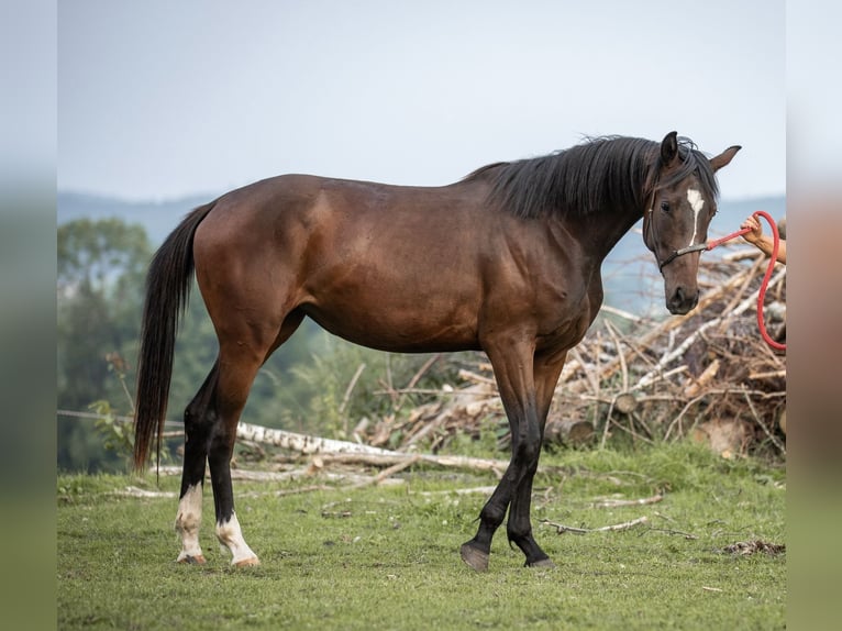 Selle autrichien Jument 2 Ans 168 cm Bai in Manning