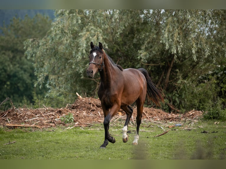 Selle autrichien Jument 2 Ans 168 cm Bai in Manning