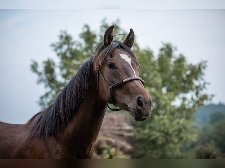 Selle autrichien Jument 2 Ans 168 cm Bai in Manning
