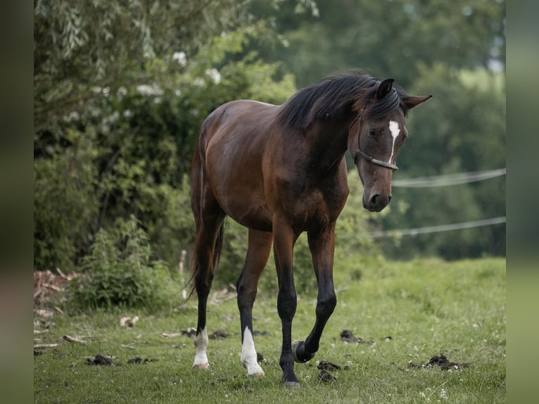 Selle autrichien Jument 2 Ans 168 cm Bai in Manning