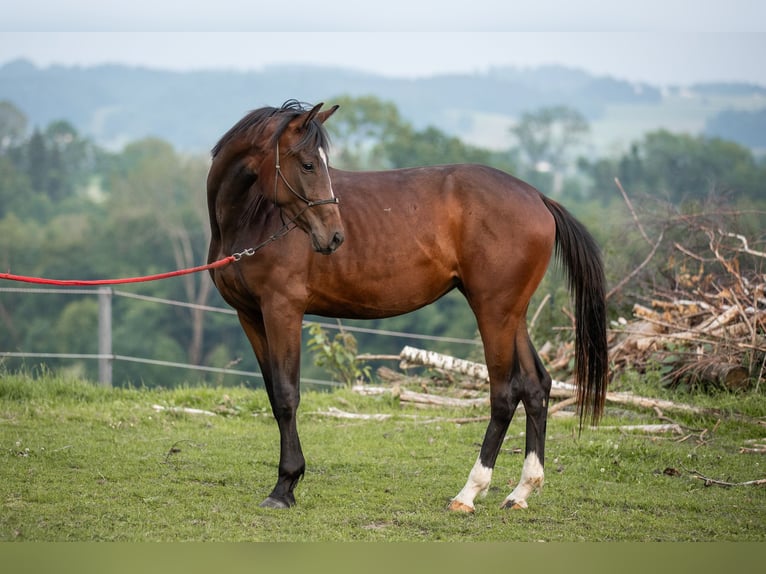 Selle autrichien Jument 2 Ans 168 cm Bai in Manning