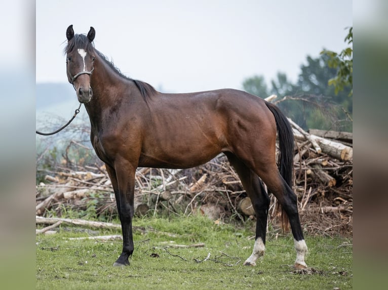 Selle autrichien Jument 2 Ans 168 cm Bai in Manning