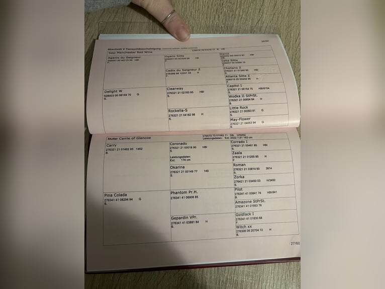 Selle autrichien Jument 2 Ans 170 cm Bai in Neuhofen