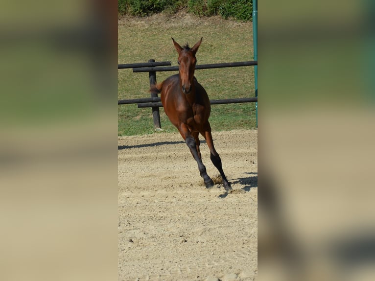 Selle autrichien Jument 2 Ans 170 cm Bai in Neuhofen