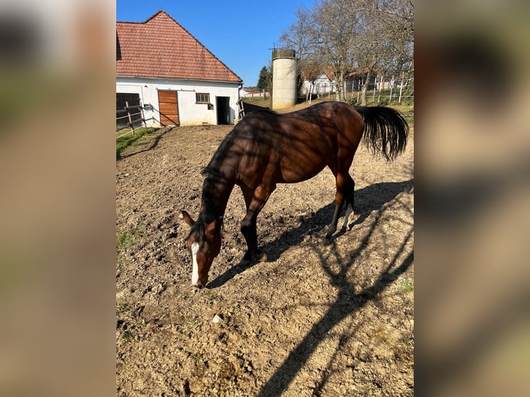 Selle autrichien Jument 2 Ans 170 cm Bai in Pöllau