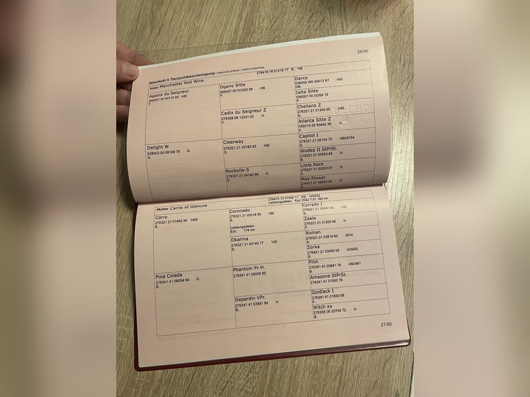 Selle autrichien Jument 2 Ans 170 cm Bai in Neuhofen