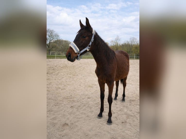 Selle autrichien Jument 2 Ans 170 cm Bai in Neuhofen