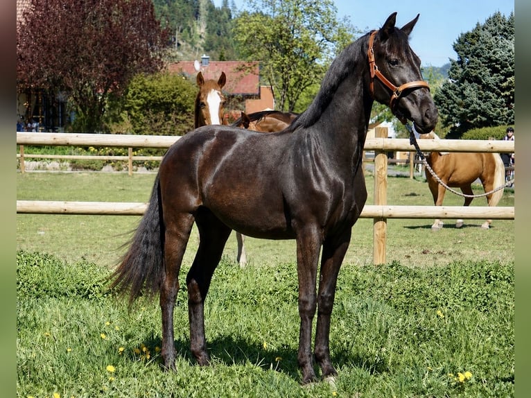 Selle autrichien Jument 2 Ans 170 cm Noir in St.Marein-Feistritz