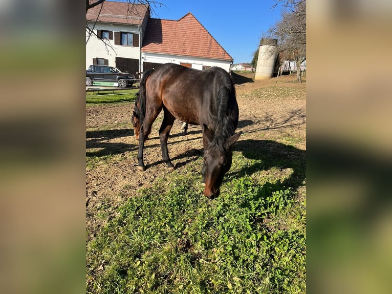 Selle autrichien Jument 2 Ans Bai brun foncé in Pöllau