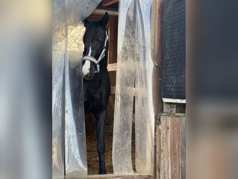 Selle autrichien Jument 3 Ans 150 cm Alezan brûlé in Unteraichwald