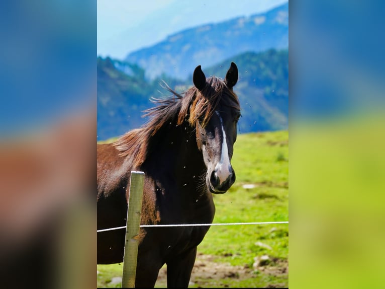 Selle autrichien Jument 3 Ans 150 cm Alezan brûlé in Unteraichwald