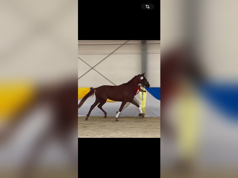 Selle autrichien Jument 3 Ans 161 cm Alezan in Heiligenkreuz
