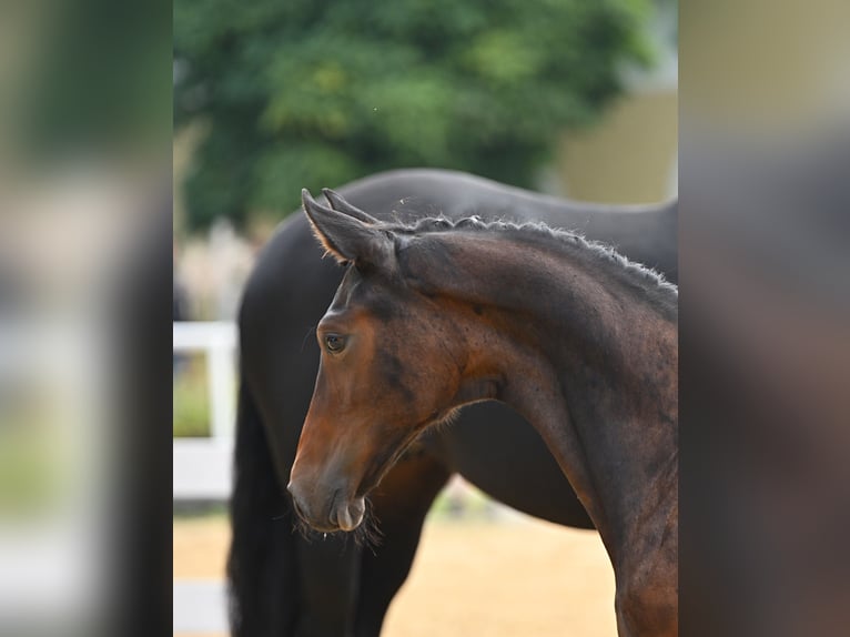 Selle autrichien Jument 3 Ans 165 cm Bai brun in Amstetten