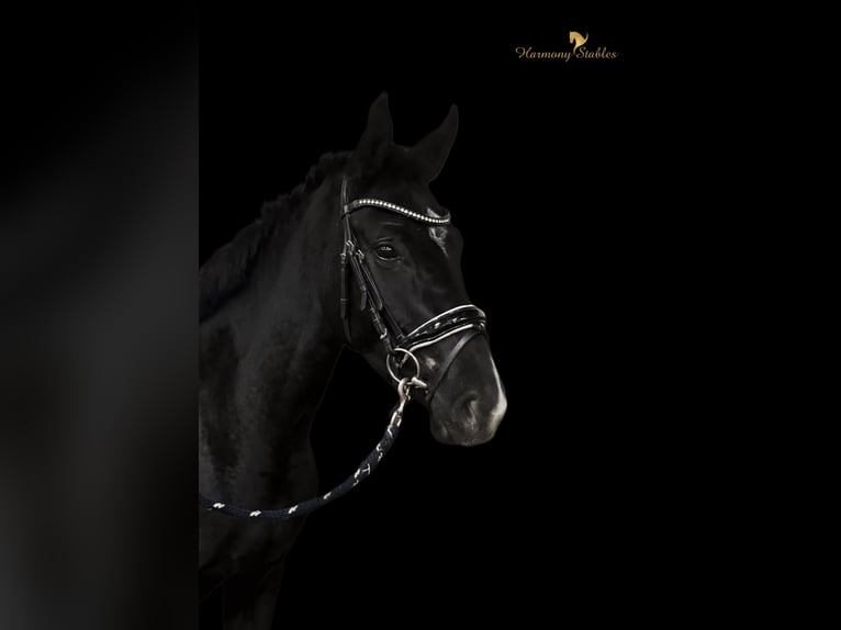 Selle autrichien Jument 3 Ans 165 cm Noir in Margarethen am Moos