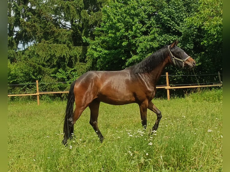 Selle autrichien Jument 3 Ans 167 cm Bai in St. Georgen