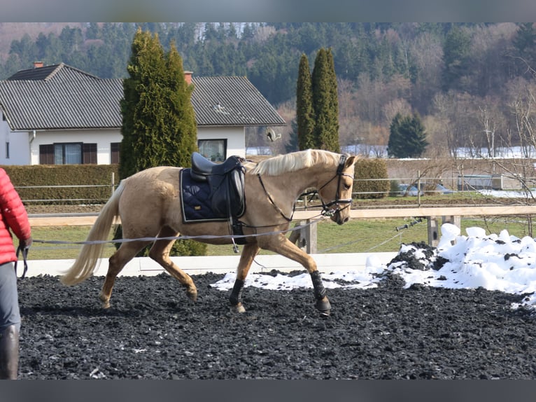 Selle autrichien Jument 3 Ans 168 cm Palomino in St Marein bei Graz