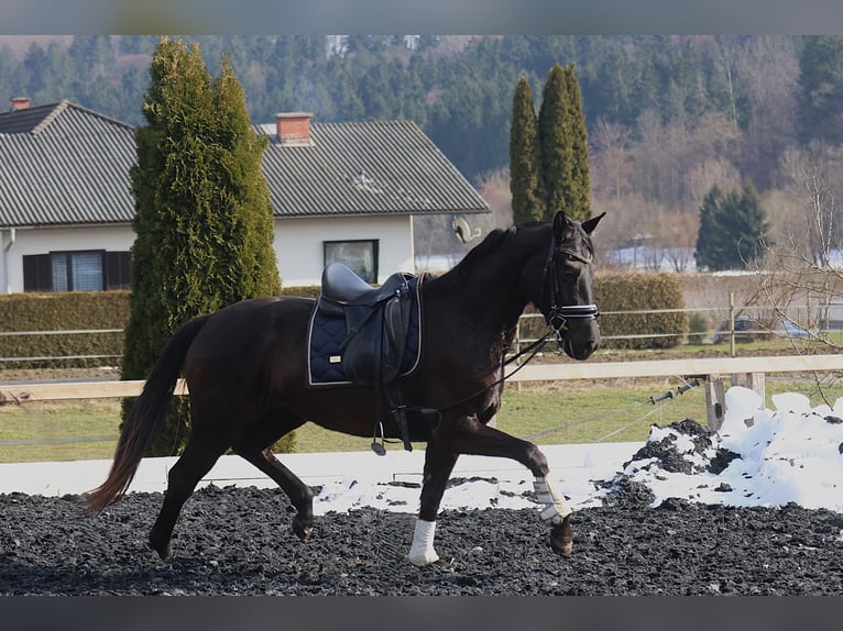 Selle autrichien Jument 3 Ans 170 cm Noir in St Marein bei Graz