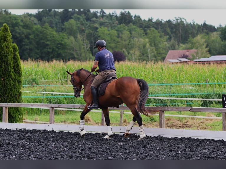 Selle autrichien Jument 3 Ans 171 cm Bai in St Marein bei Graz