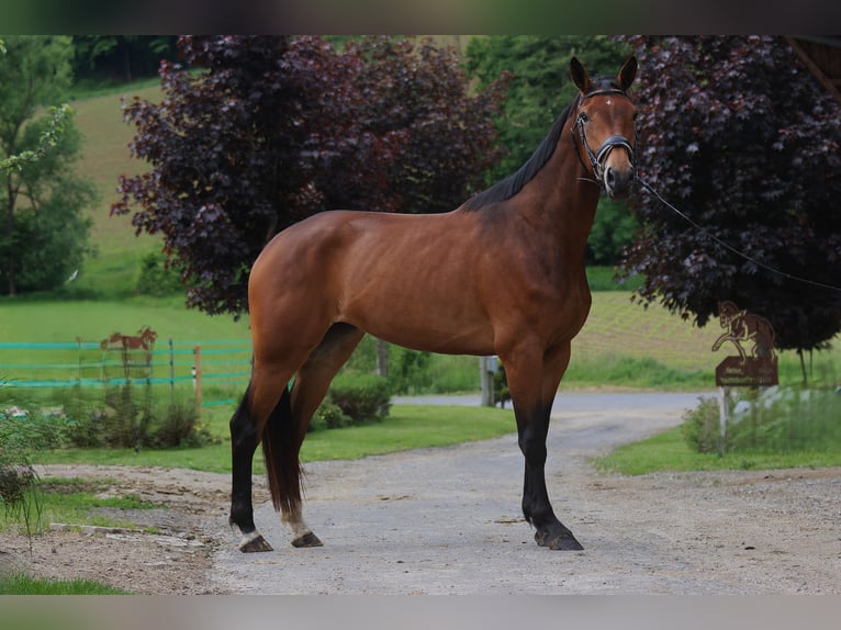 Selle autrichien Jument 3 Ans 171 cm Bai in St Marein bei Graz