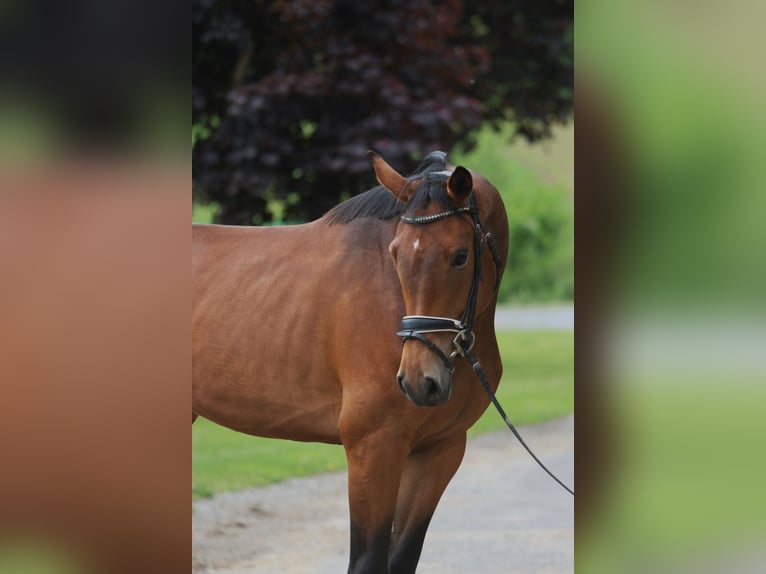 Selle autrichien Jument 3 Ans 171 cm Bai in St Marein bei Graz
