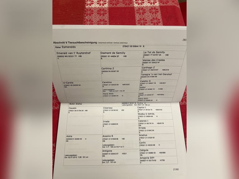 Selle autrichien Jument 3 Ans Bai in Kirchberg-Thening