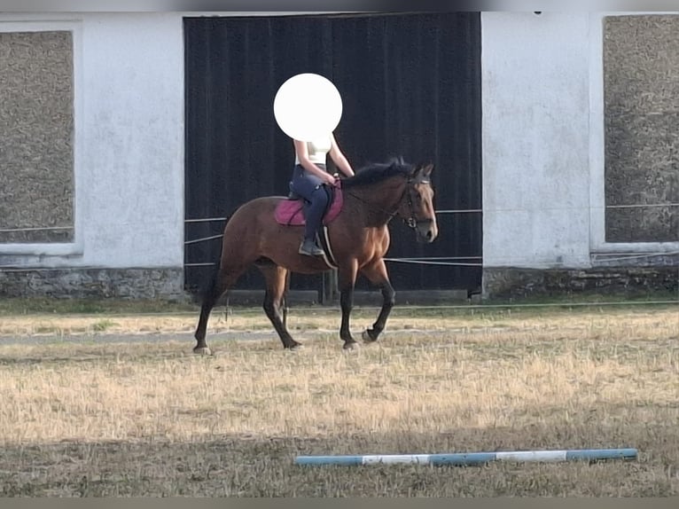 Selle autrichien Croisé Jument 4 Ans 155 cm Bai in Niederfladnitz