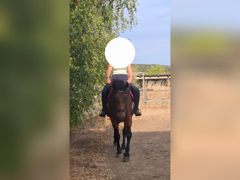 Selle autrichien Croisé Jument 4 Ans 155 cm Bai in Niederfladnitz