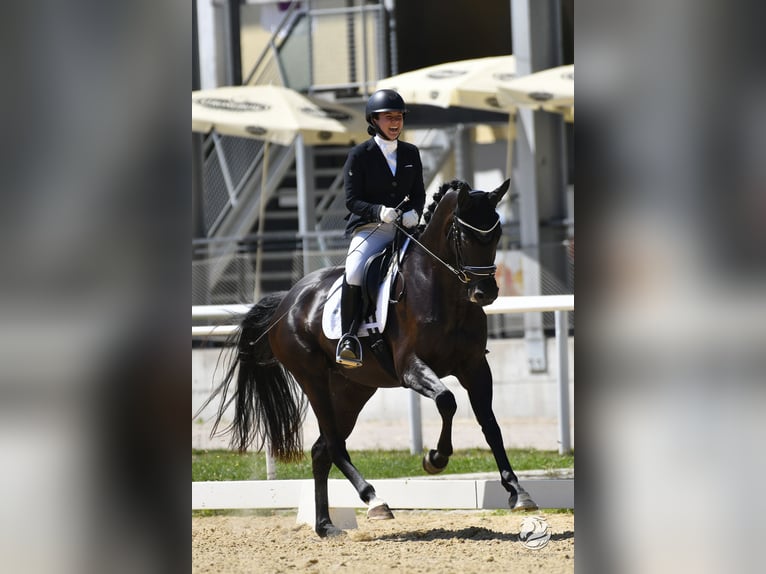 Selle autrichien Jument 4 Ans 163 cm Noir in Spieldorf