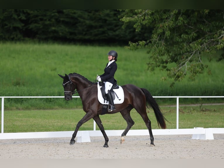 Selle autrichien Jument 4 Ans 163 cm Noir in Spieldorf