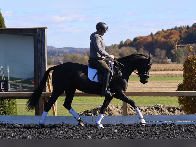 Selle autrichien Jument 4 Ans 163 cm Noir in St Marein bei Graz