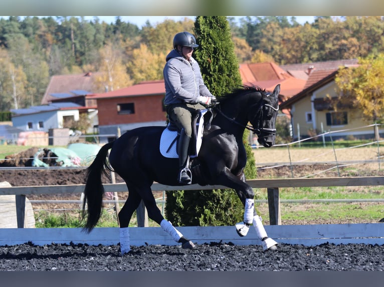Selle autrichien Jument 4 Ans 163 cm Noir in St Marein bei Graz