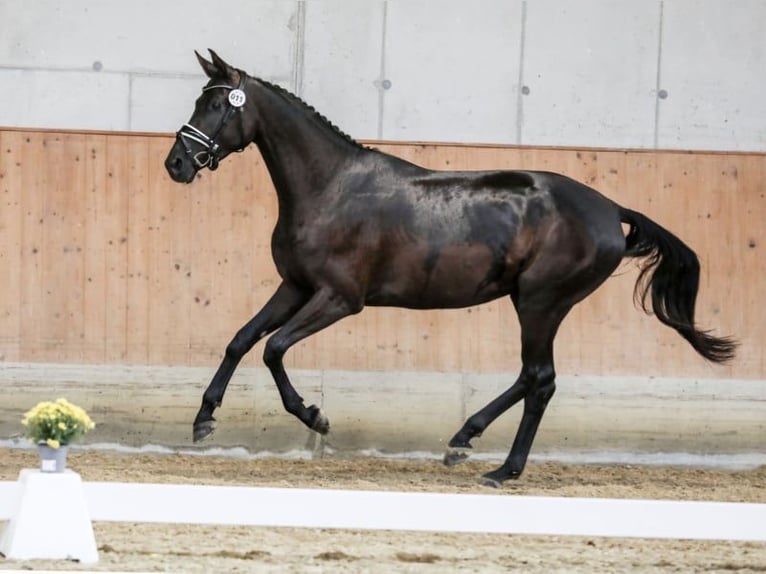 Selle autrichien Jument 4 Ans 163 cm Noir in St Marein bei Graz