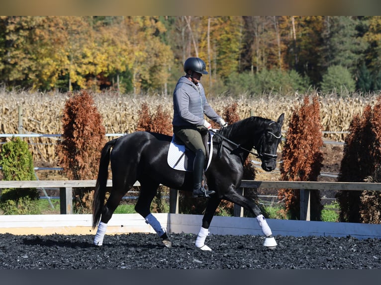 Selle autrichien Jument 4 Ans 163 cm Noir in St Marein bei Graz