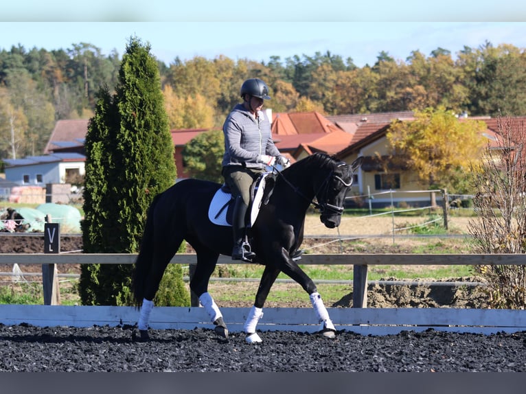 Selle autrichien Jument 4 Ans 163 cm Noir in St Marein bei Graz