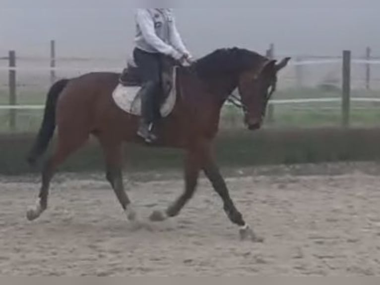 Selle autrichien Jument 4 Ans 165 cm Bai in Braunau