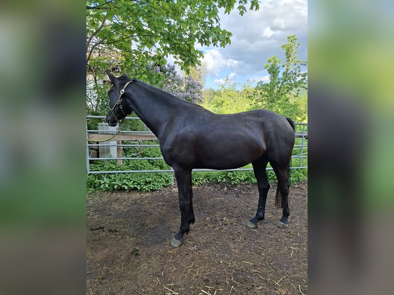 Selle autrichien Jument 4 Ans 167 cm Noir in Kössen