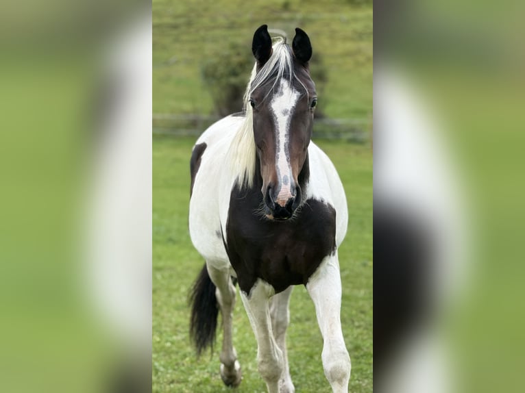 Selle autrichien Jument 4 Ans 168 cm Pinto in Bad Kleinkirchheim