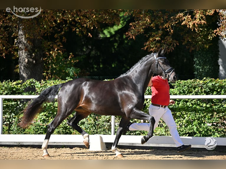 Selle autrichien Jument 4 Ans 169 cm Bai brun foncé in Feldkirchen an der Donau