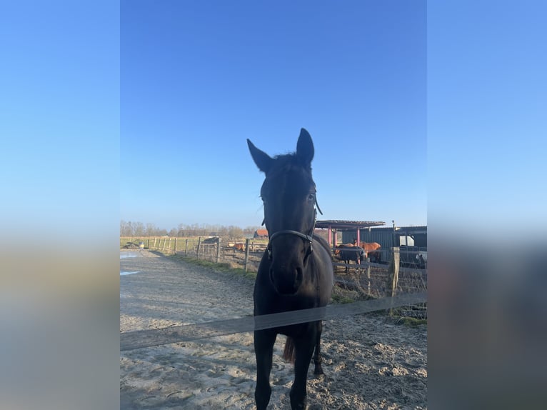 Selle autrichien Jument 4 Ans 170 cm Noir in Emden