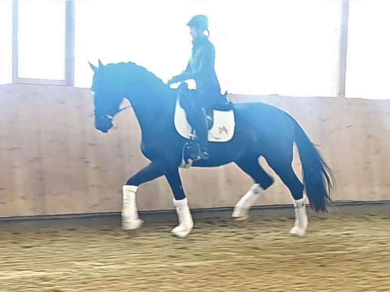 Selle autrichien Jument 4 Ans 170 cm Noir in Wolfsbach