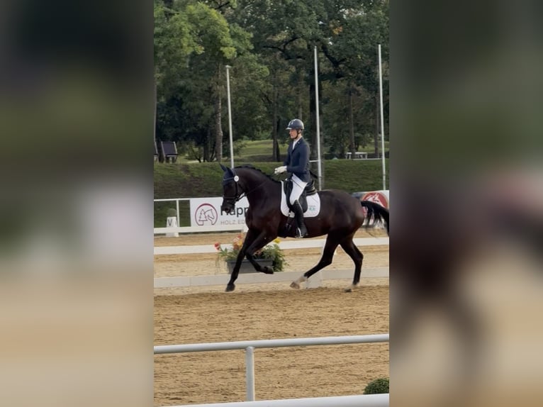 Selle autrichien Jument 4 Ans 173 cm Noir in Bad Kleinkirchheim