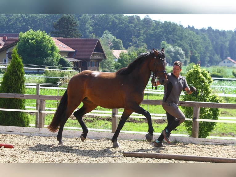 Selle autrichien Jument 5 Ans 165 cm Bai in St Marein bei Graz