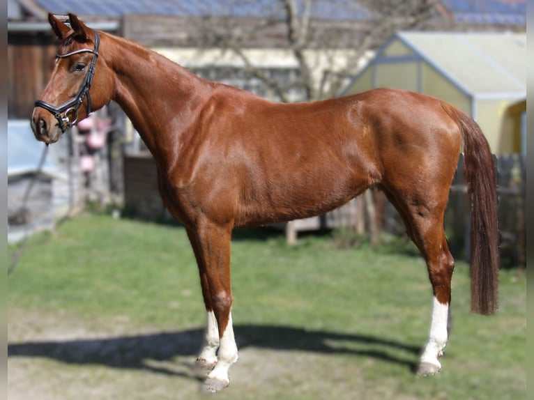 Selle autrichien Jument 5 Ans 167 cm Alezan in Winhöring