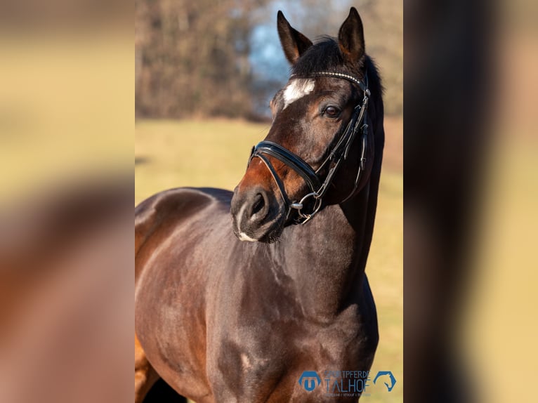 Selle autrichien Jument 5 Ans 172 cm Bai in Korntal-Münchingen