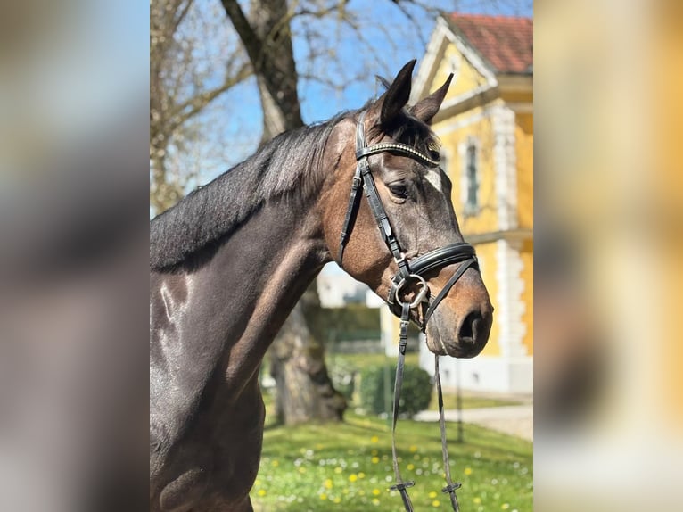 Selle autrichien Jument 5 Ans 173 cm Bai in Stadl-Paura