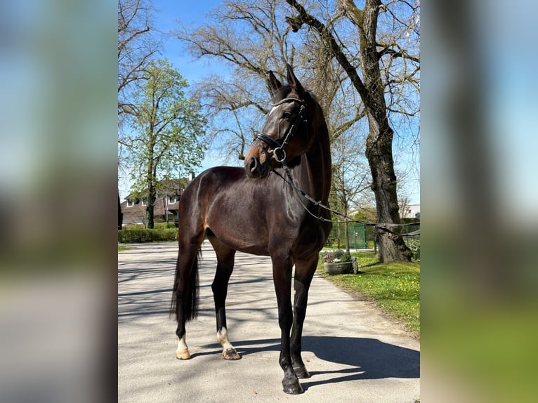 Selle autrichien Jument 5 Ans 173 cm Bai in Stadl-Paura