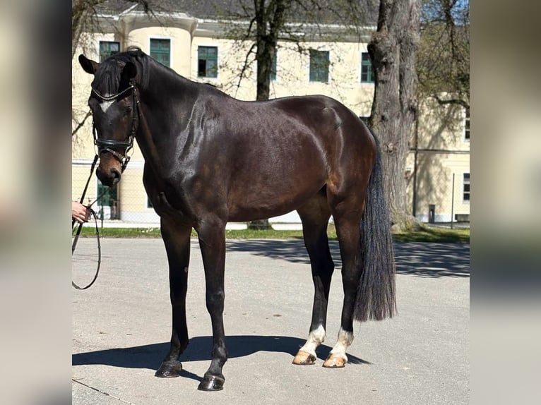 Selle autrichien Jument 5 Ans 173 cm Bai in Stadl-Paura